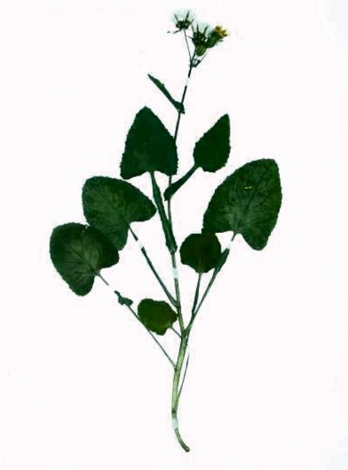 olerac.JPG