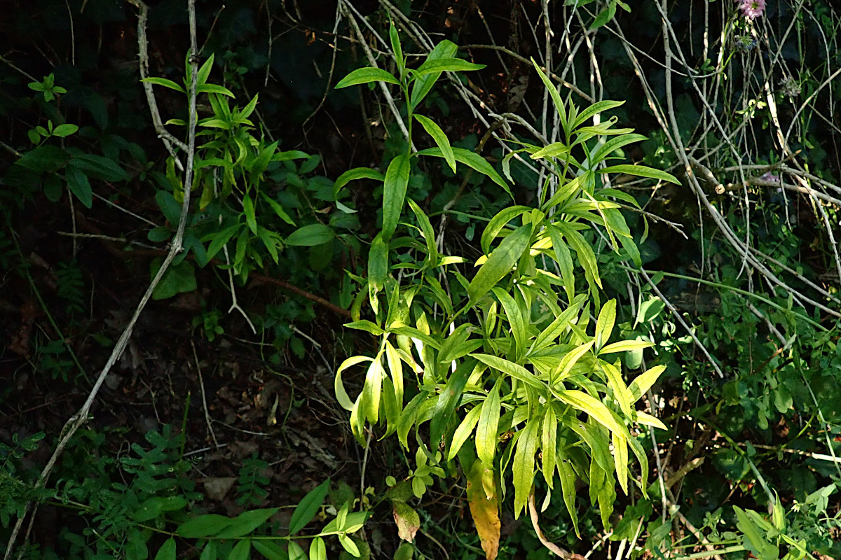 cf Cistus ladanifer-a_Ende Juli 2024.jpg