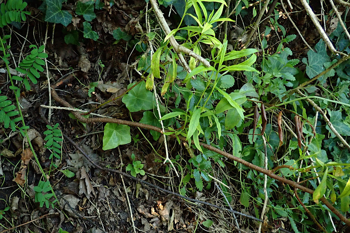 cf Cistus ladanifer-b_Ende Juli 2024.jpg