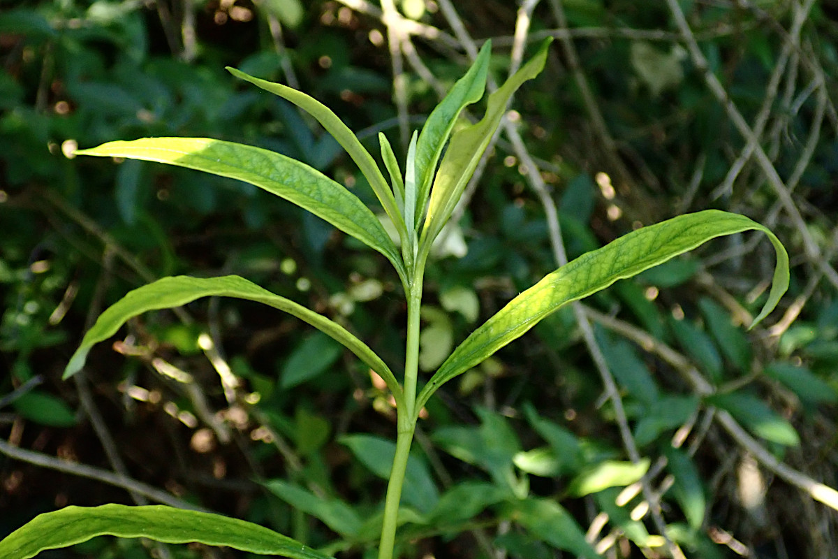 cf Cistus ladanifer-d_Ende Juli 2024.jpg