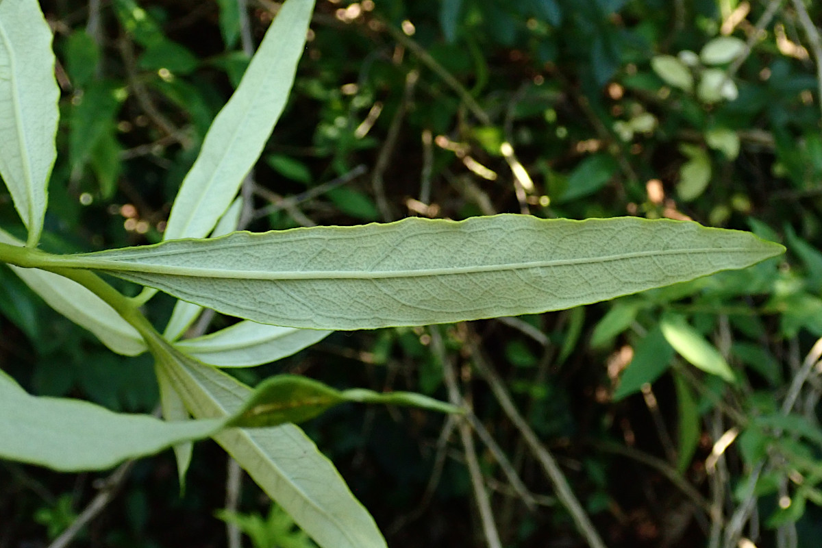cf Cistus ladanifer-e_Ende Juli 2024.jpg