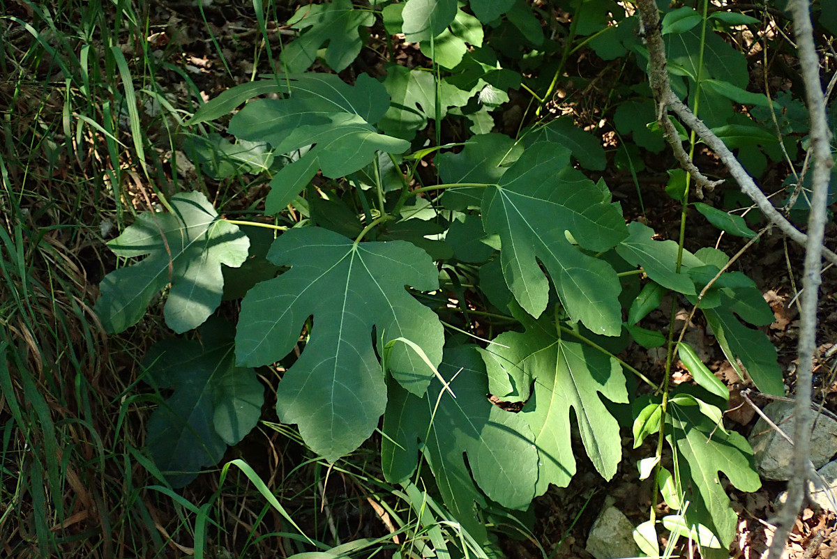Ficus carica_Ende Juli 2014.jpg