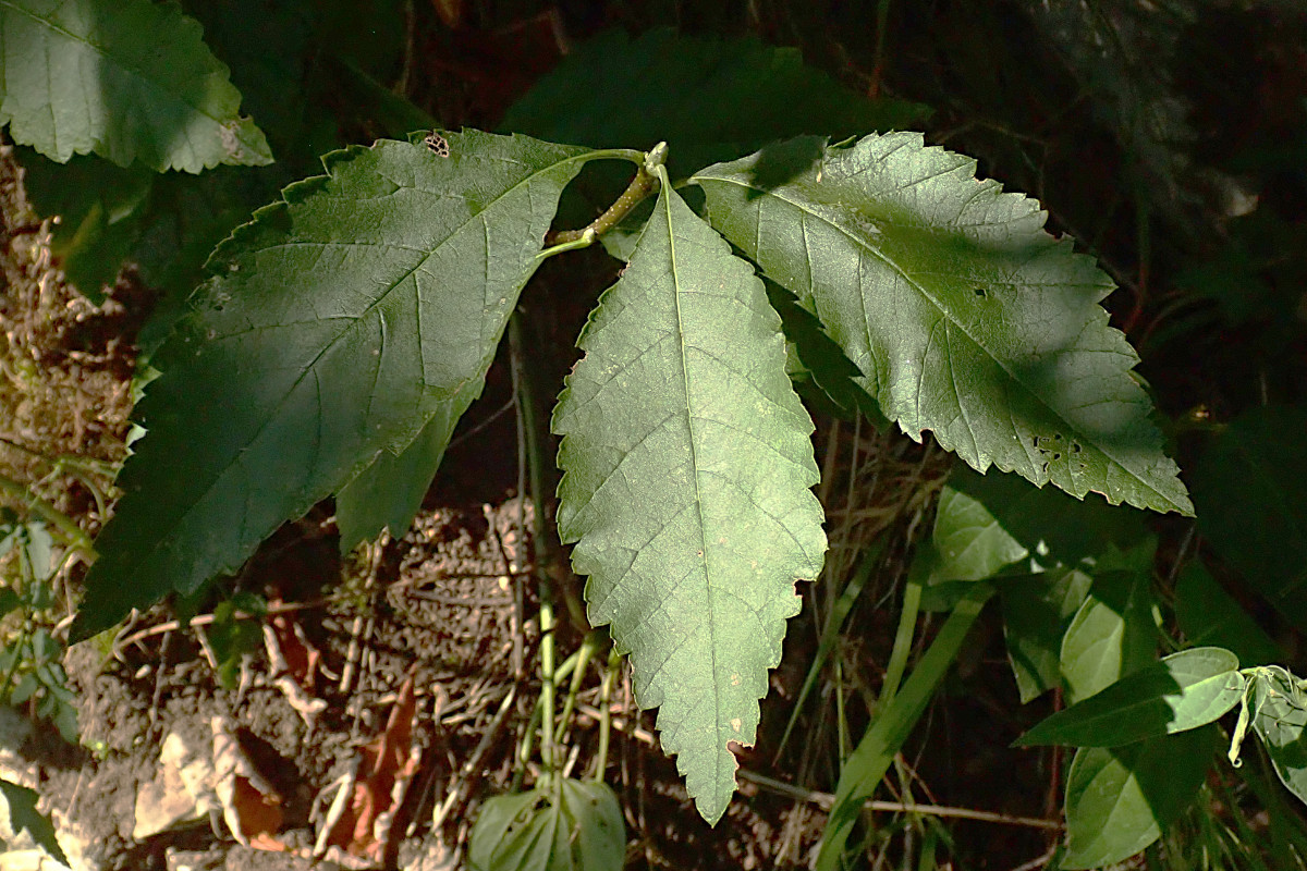 cf Karpatiosorbus-a_Ende Juli 2024.jpg