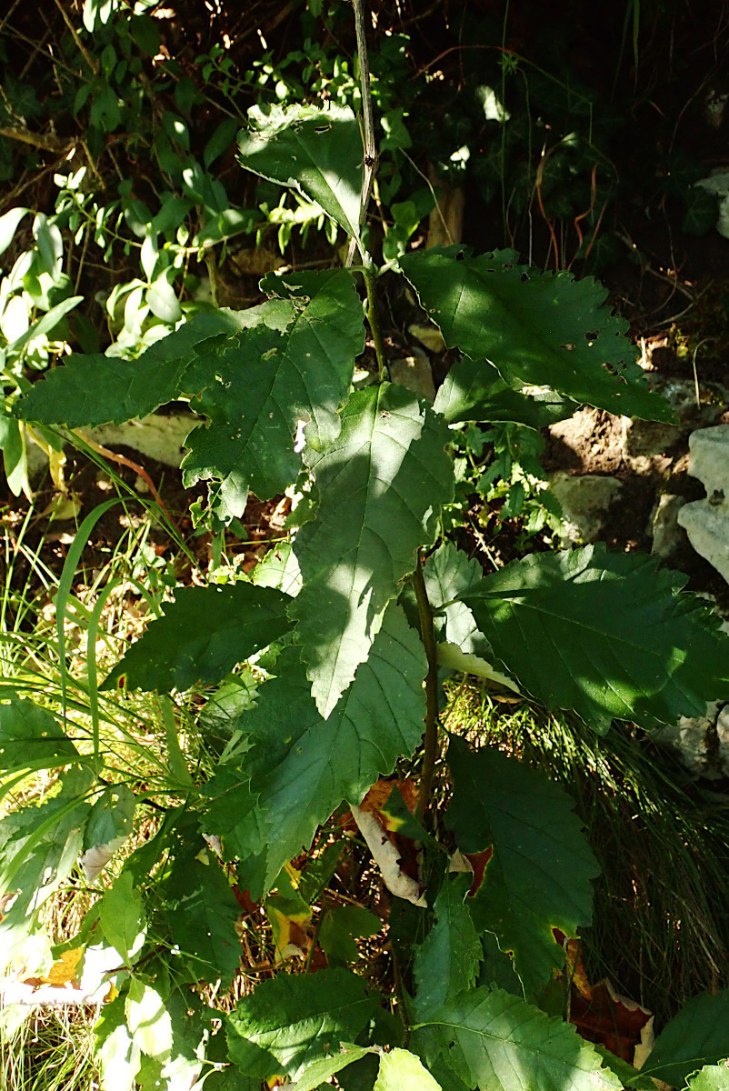 cf Karpatiosorbus-b_Ende Juli 2024.jpg