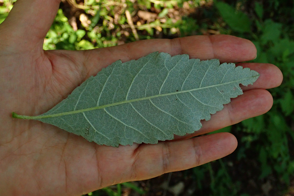 cf Karpatiosorbus-c_Ende Juli 2024.jpg