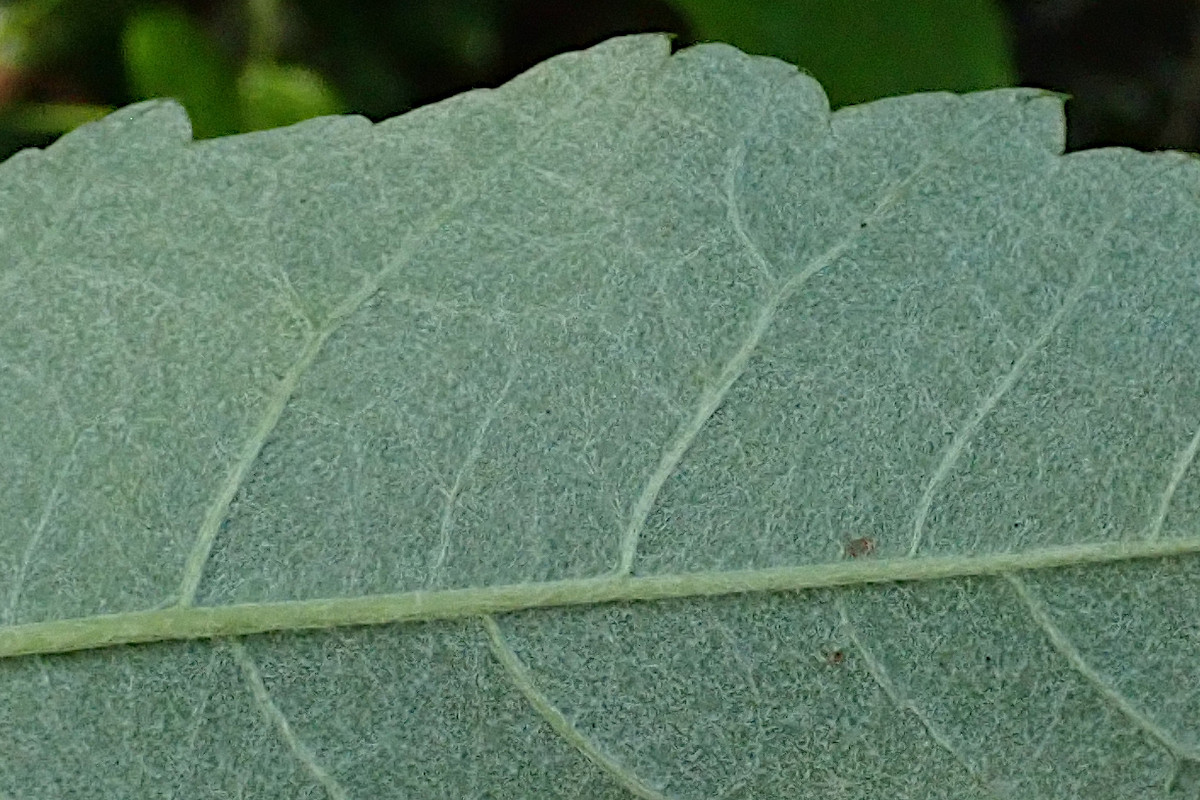 cf Karpatiosorbus-d_Ende Juli 2024.jpg