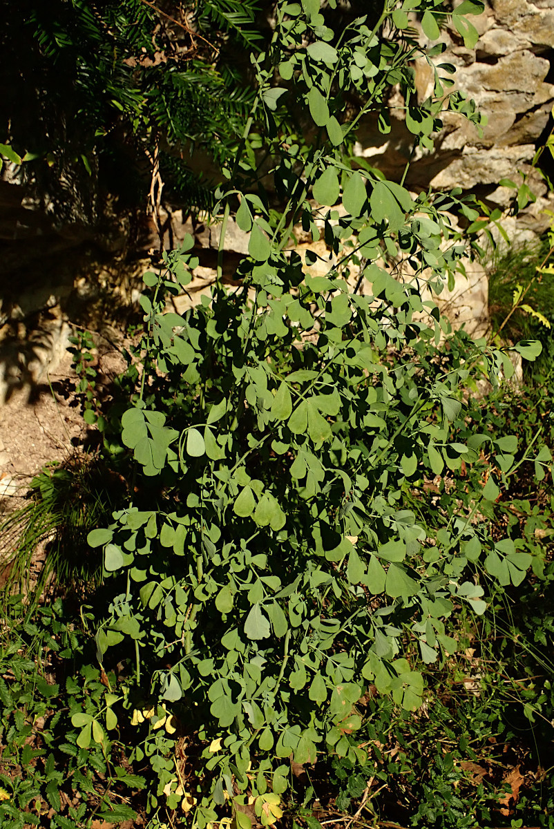 Hippocrepis emerus 2_Ende Juli 2024.jpg