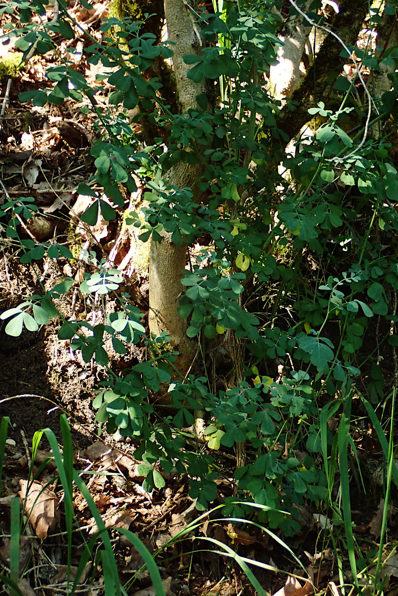 Hippocrepis emerus-a_Ende Juli 2024.jpg