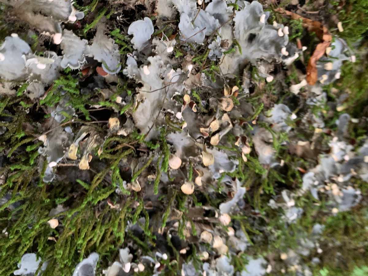 E3B14799-6DC7-4C30-B623-53125077E026.jpeg