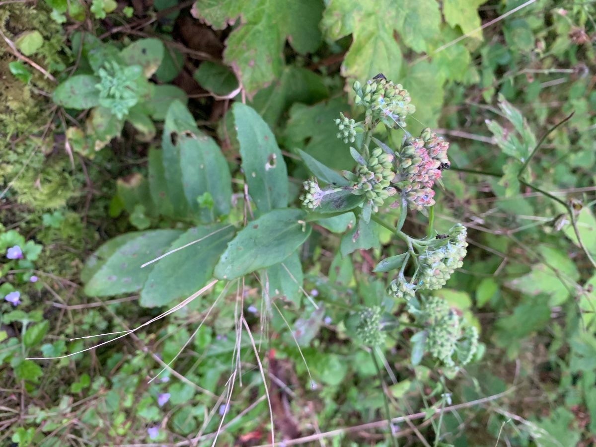 Vermutlich Vulgare