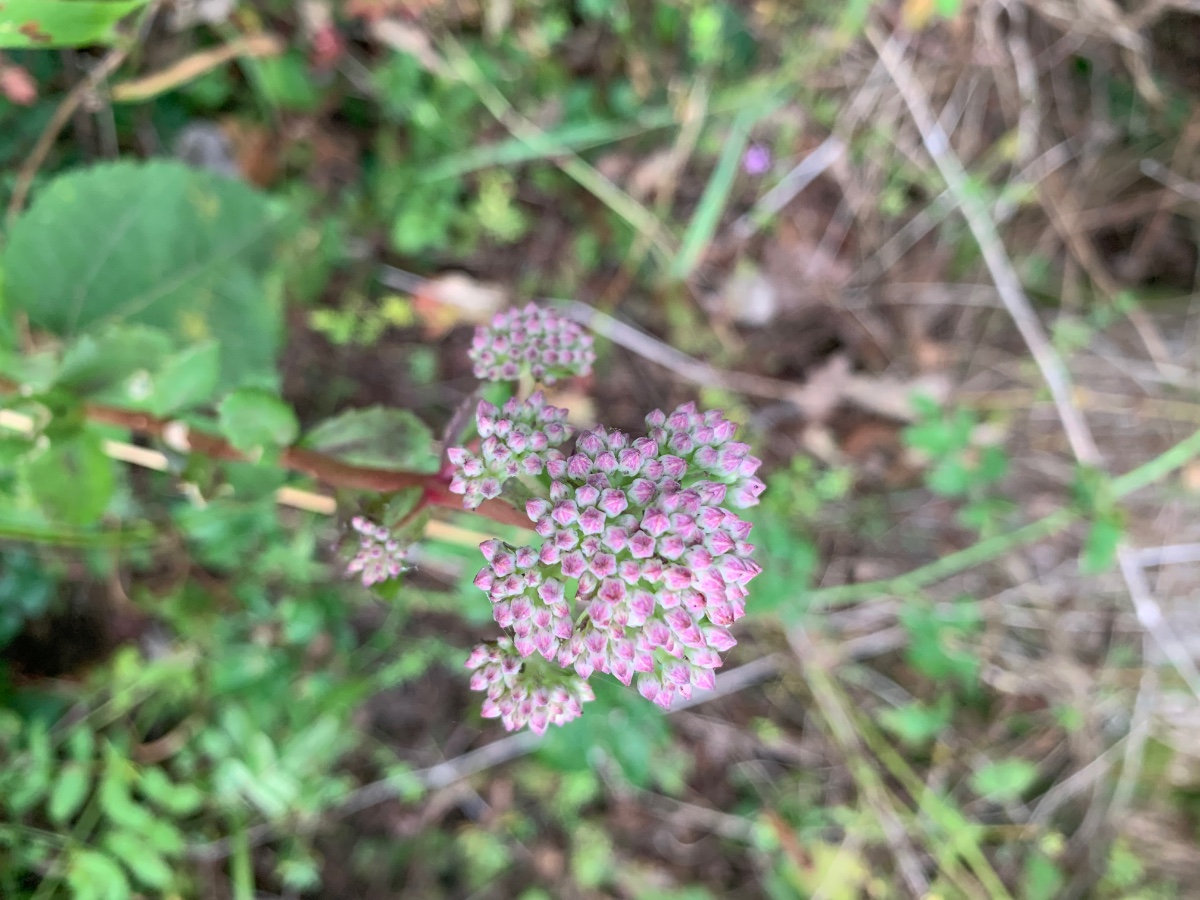 Vermutlich telephium