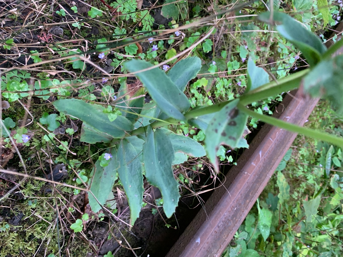 Vermutlich vulgare