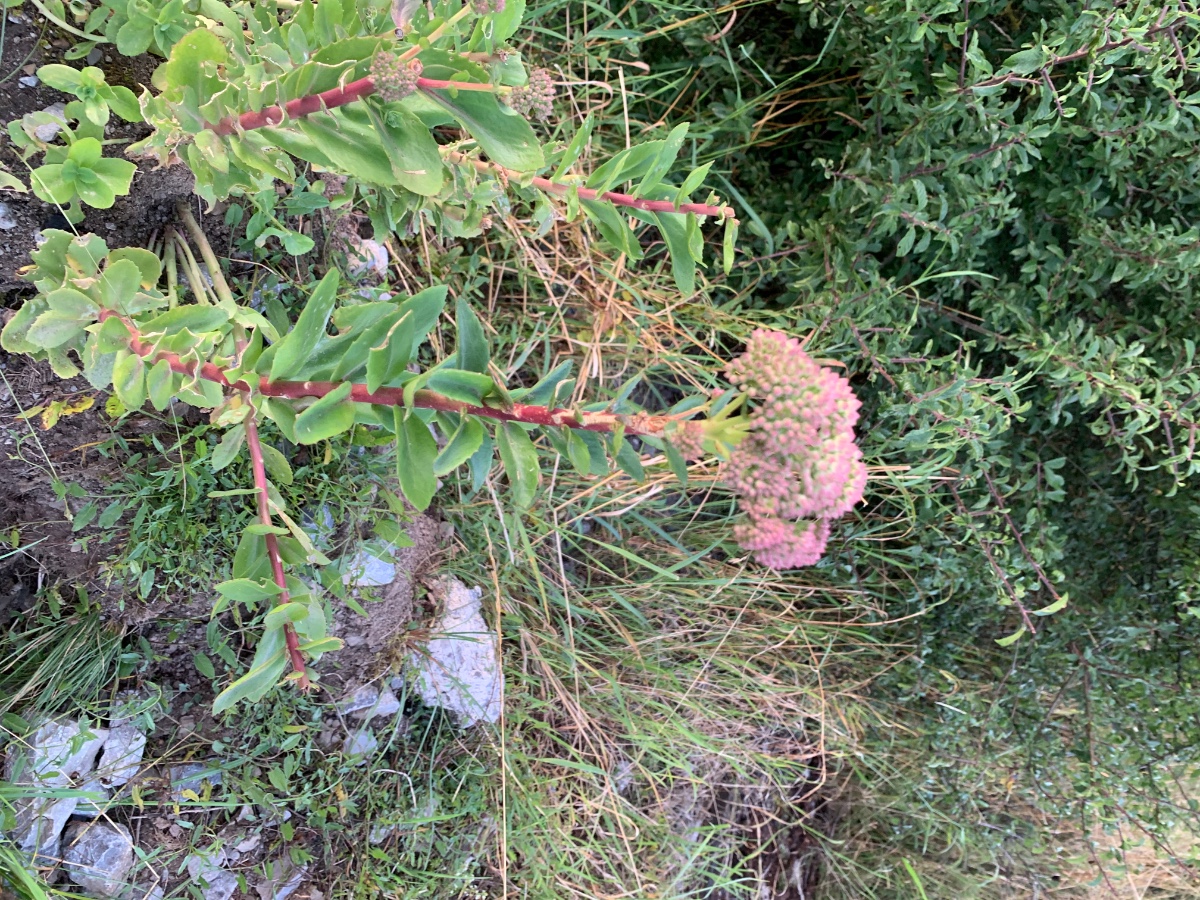 CEA55E03-7084-4D9D-9992-E04B6088EDD6.jpeg