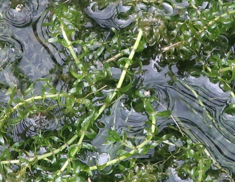 Elodea 2_2022-07-04_Branntweinbach.jpg