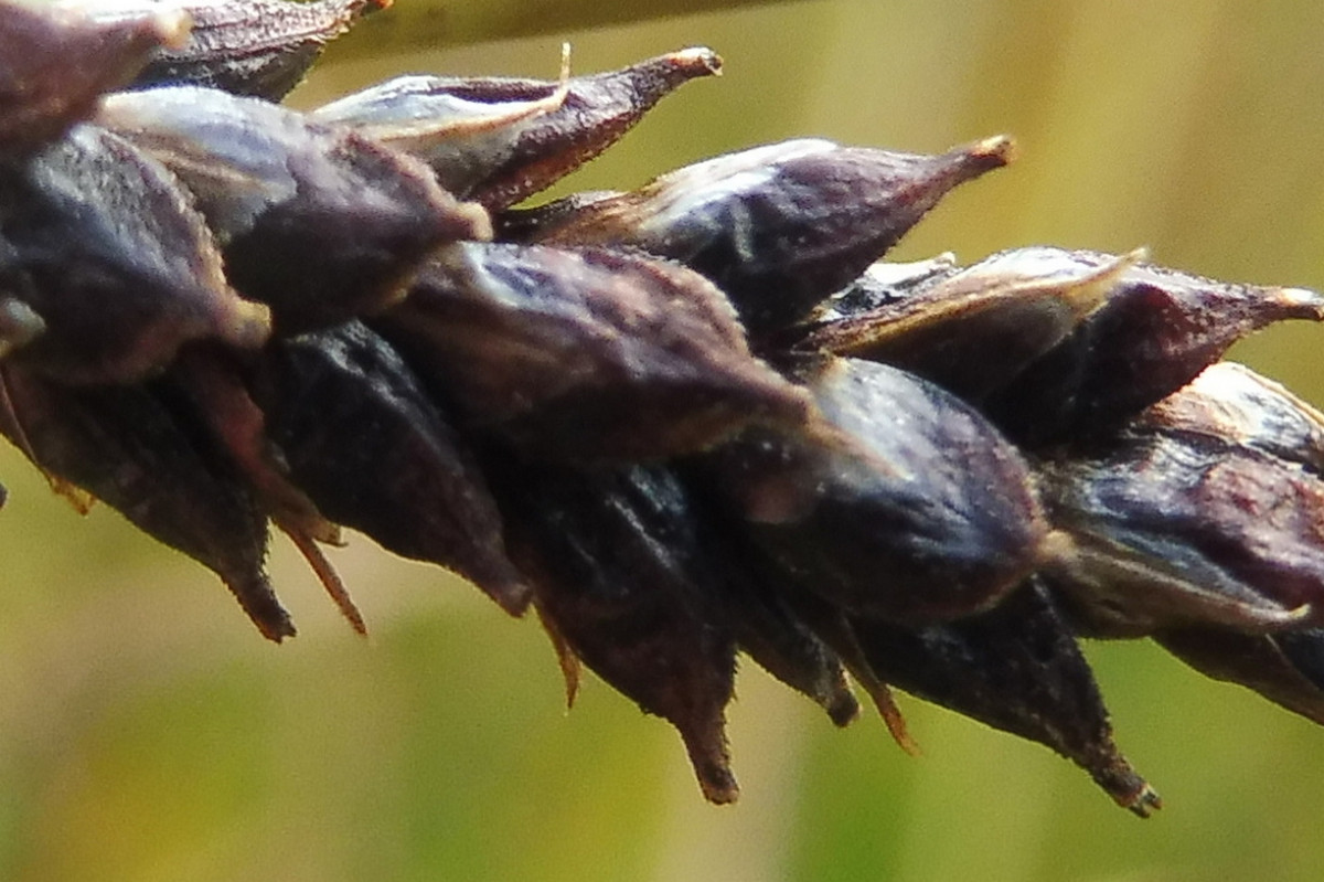 Carex 4.JPG