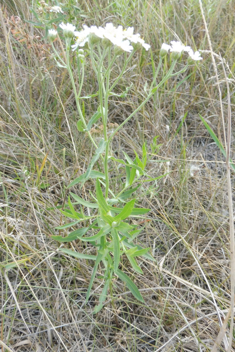 salicifolia 1.JPG