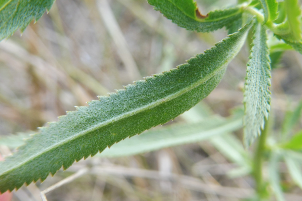 salicifolia 2.JPG