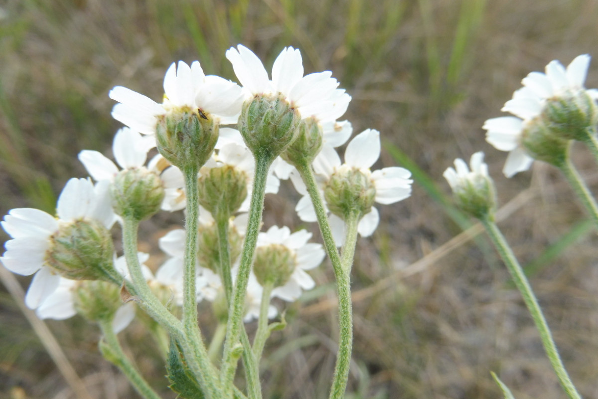 salicifolia 3.JPG