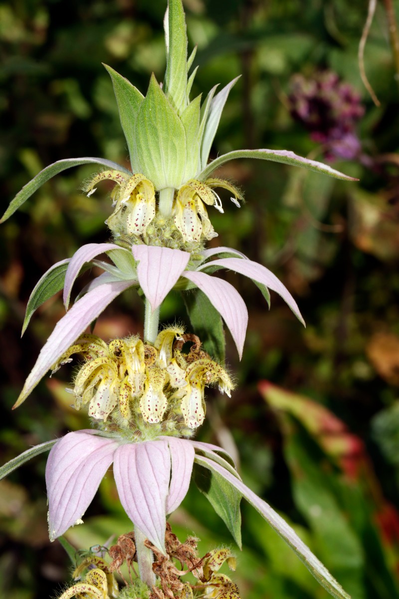 Monarda punctata GartenWe24 A01.jpg