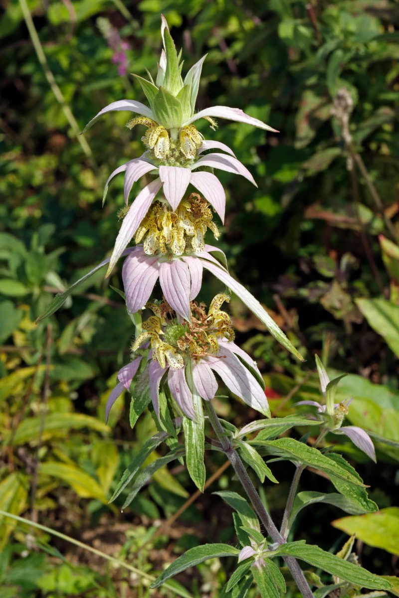 Monarda punctata GartenWe24 A02.jpg