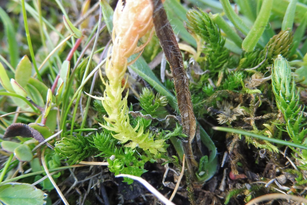 Selaginella selaginoides 1.JPG