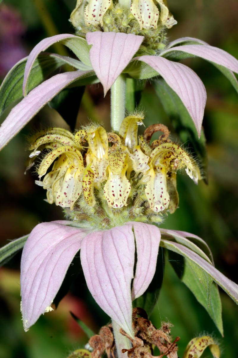 Monarda punctata GartenWe24 A03.jpg