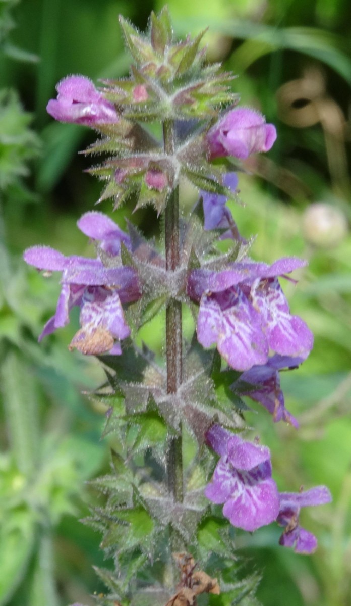(3) Blüten #1.jpg