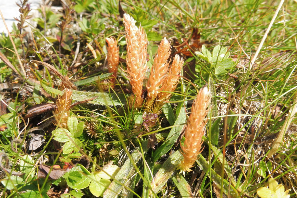 Selaginella selaginoides 2.JPG