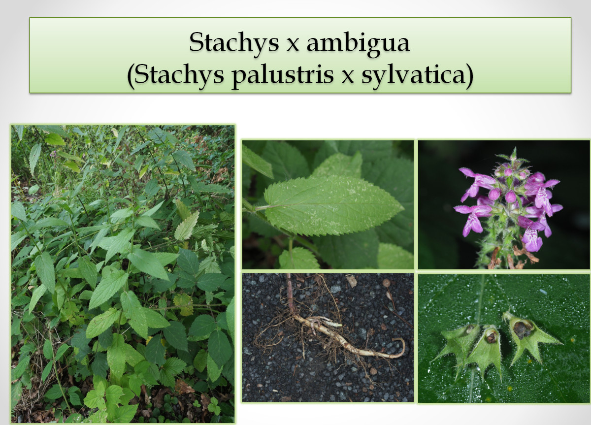 Stachys x ambigua.jpg