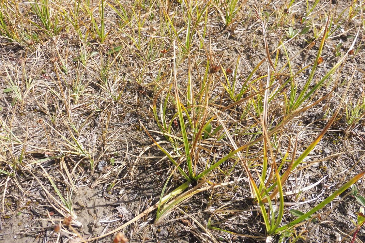 Juncus triglumis 1.JPG