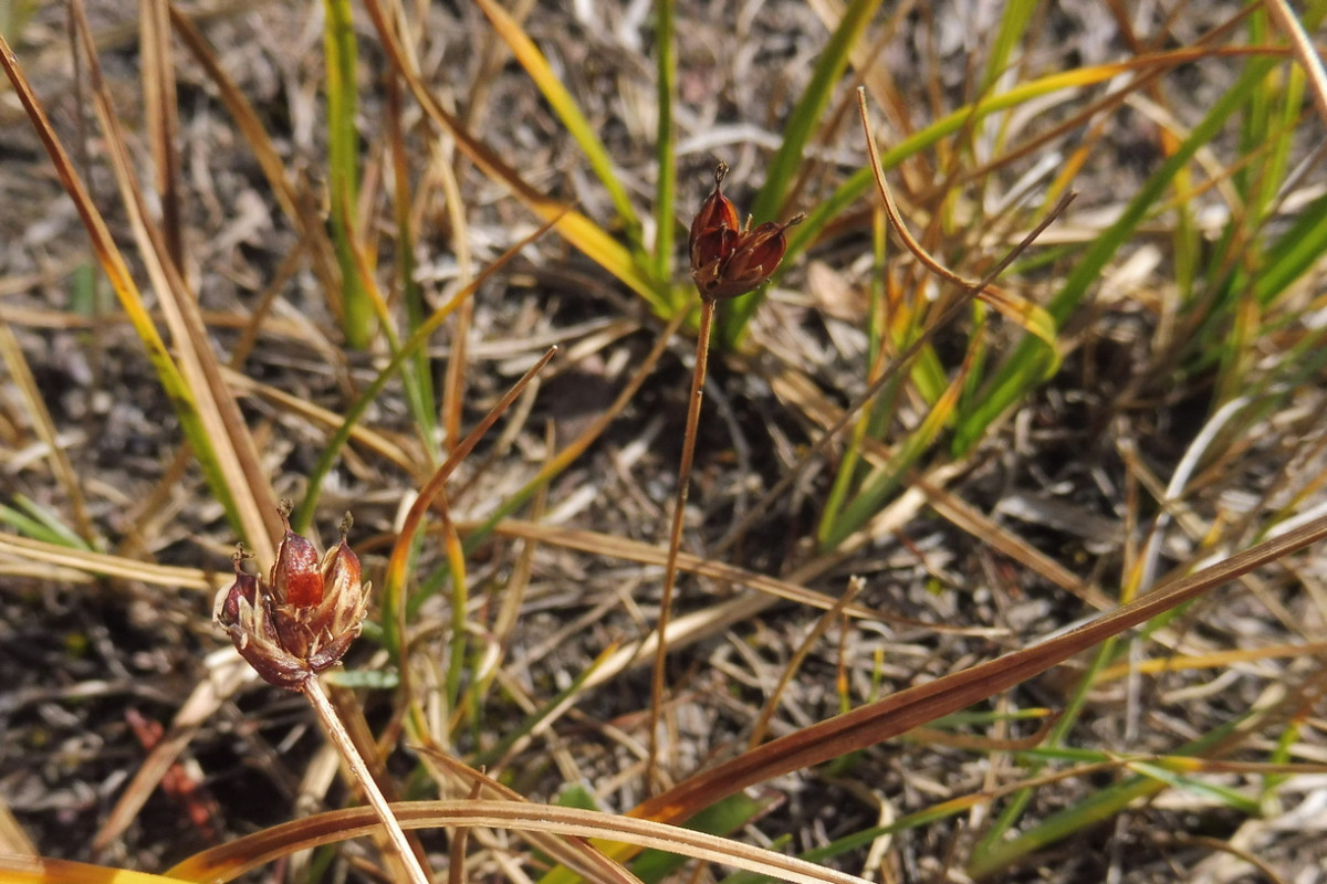 Juncus triglumis 2.JPG
