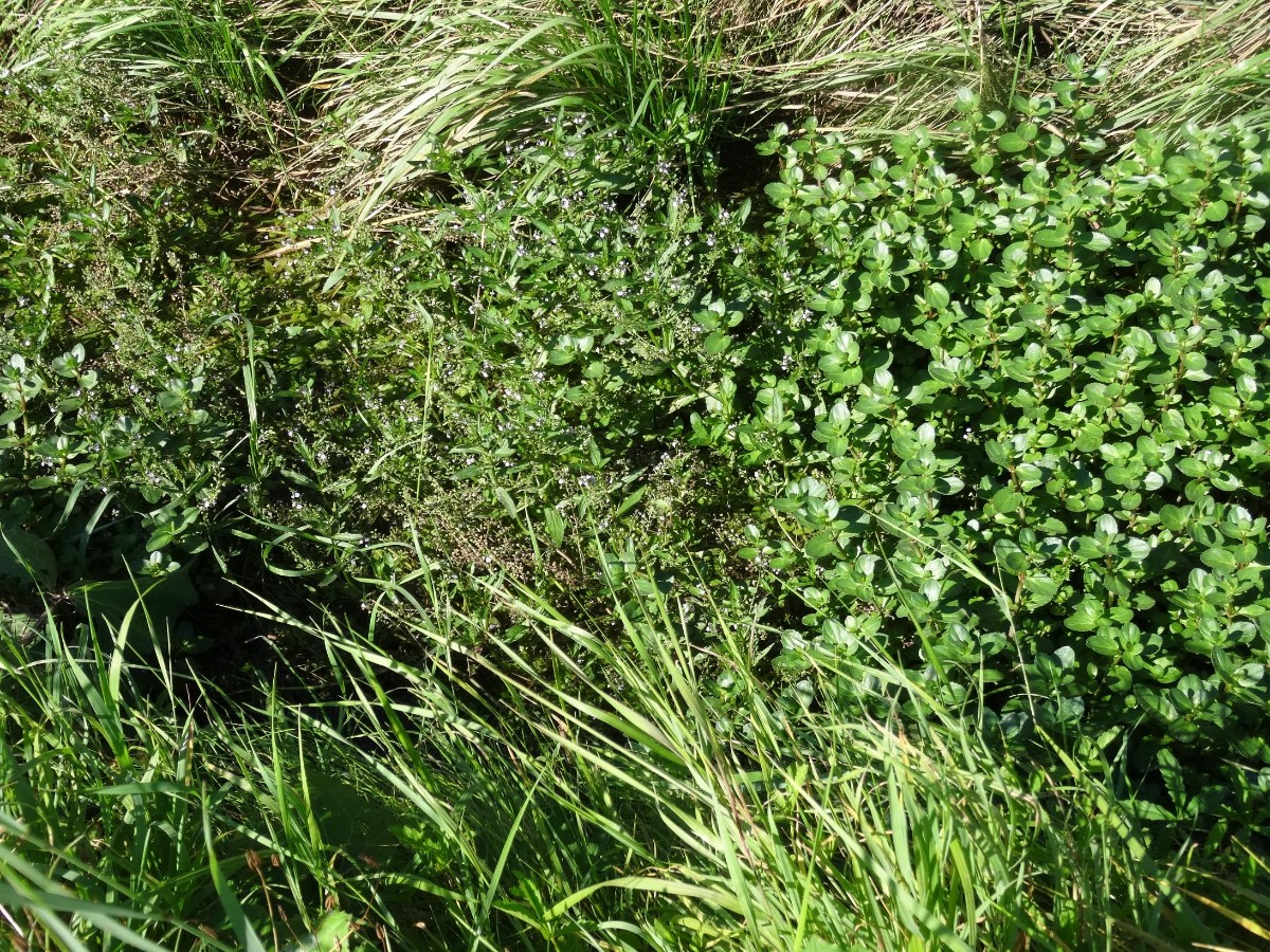 (4) Habitat Wasser-Ehrenpreis und Bachbunge.JPG