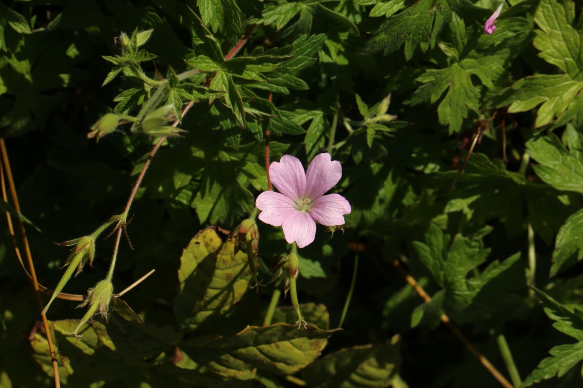 Geranium.JPG