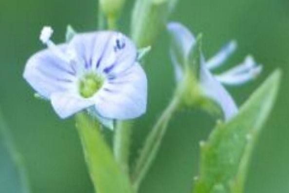 (8) Blüte.jpg