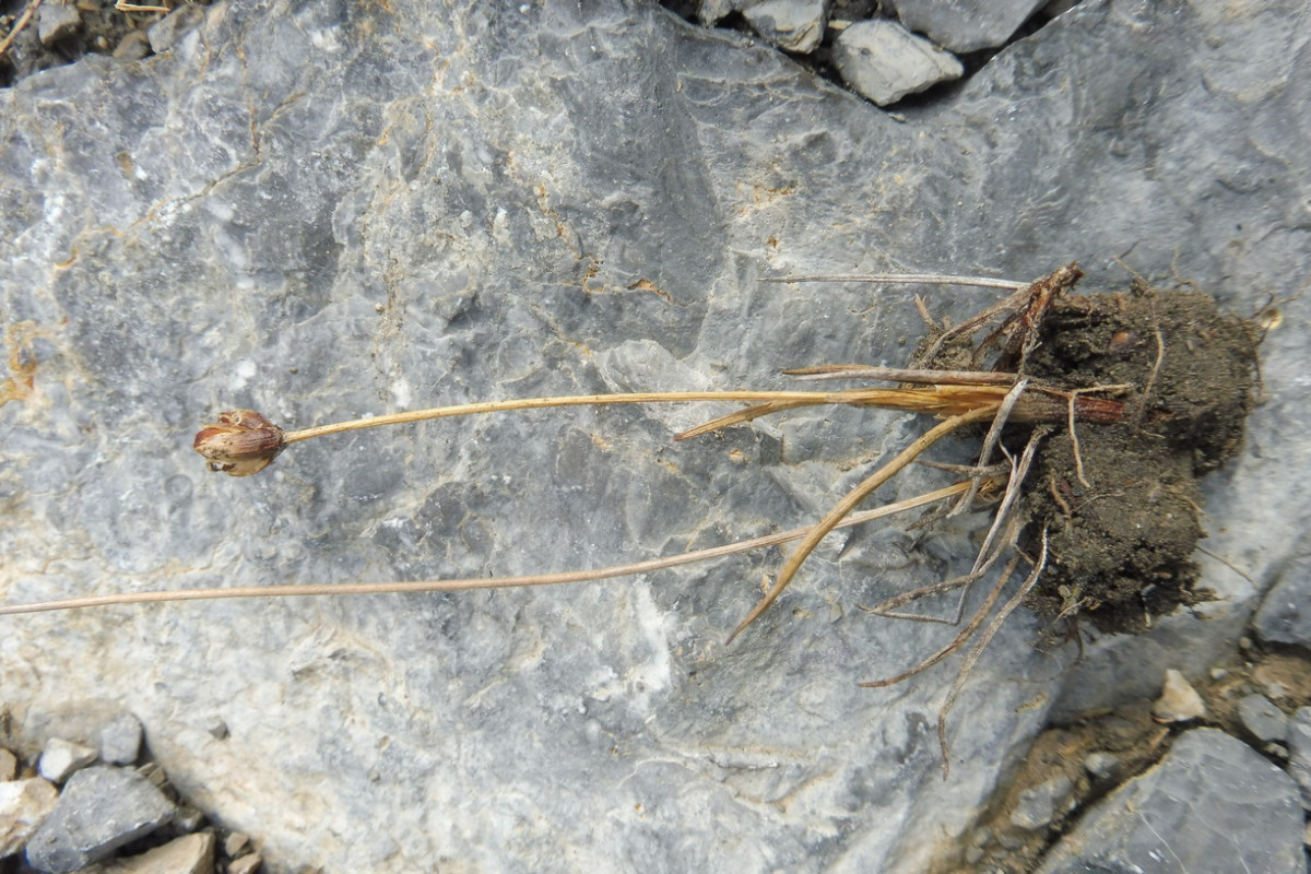 Juncus triglumis 3.JPG