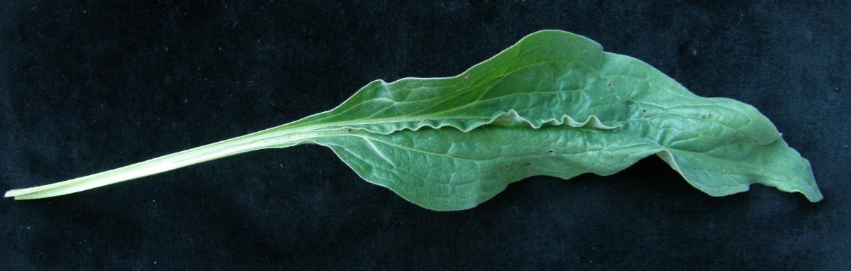 Cynoglossum 1.JPG