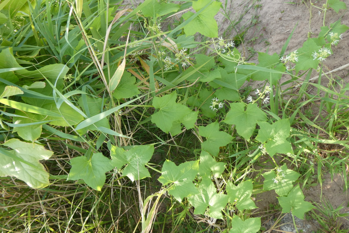 Echinocystis lobata.JPG