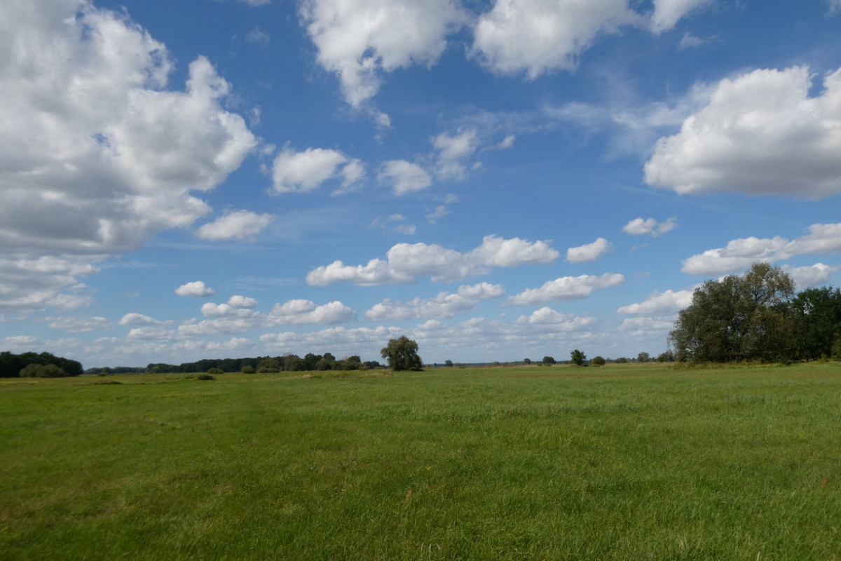 Himmel über der Oderaue.JPG