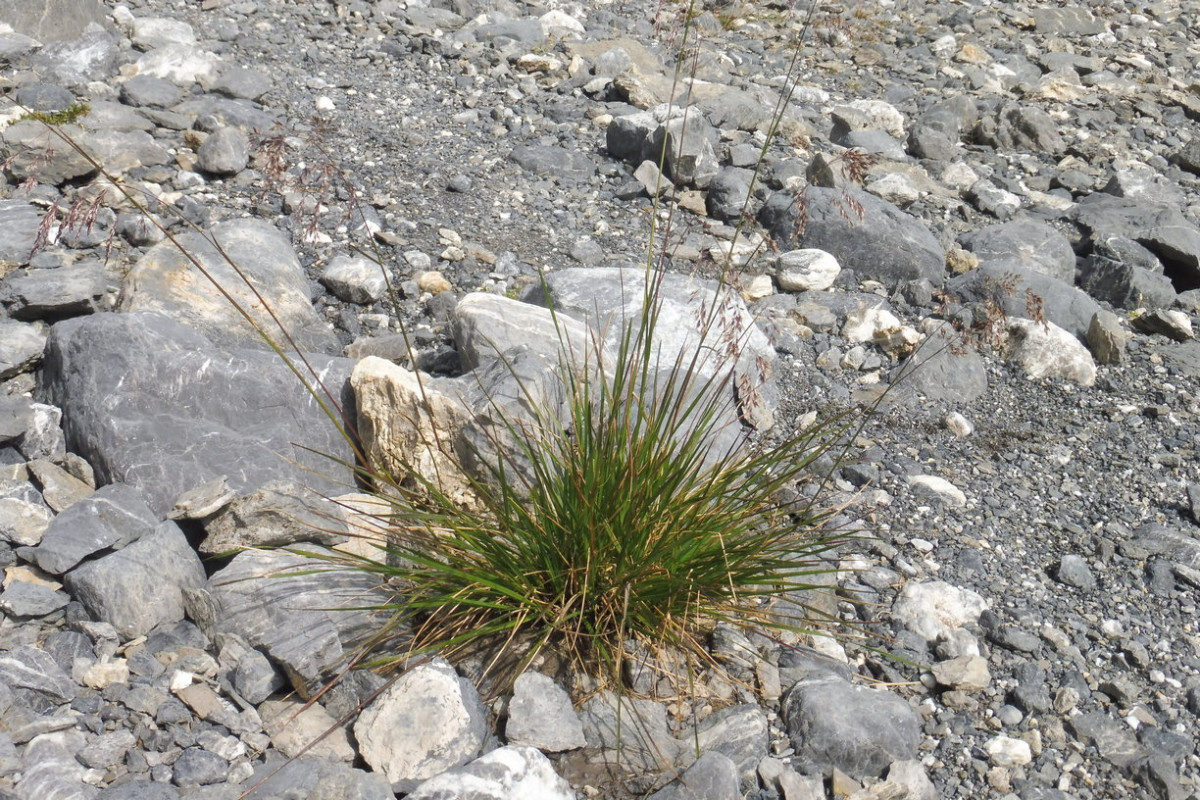 Gras 1.JPG