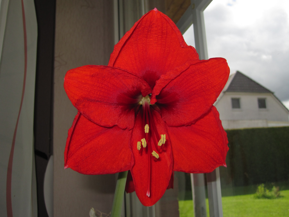 amaryllis.JPG