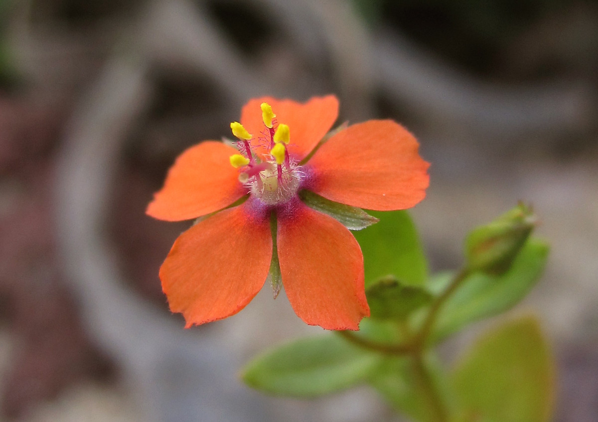 anagallis_arvensis.jpg