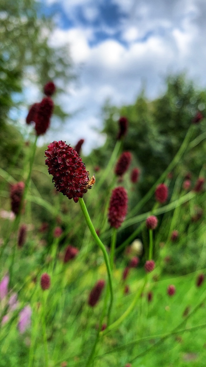 Sanguisorba