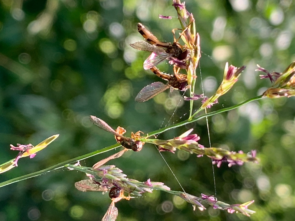 Hain-Schwebfliegen? auf Molinia