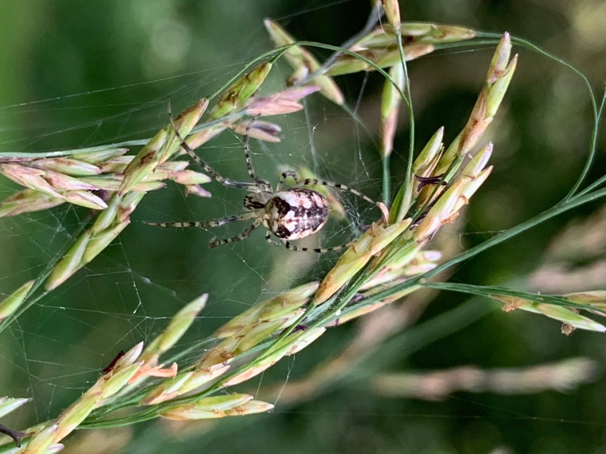 Herbstspinne auf Molinia
