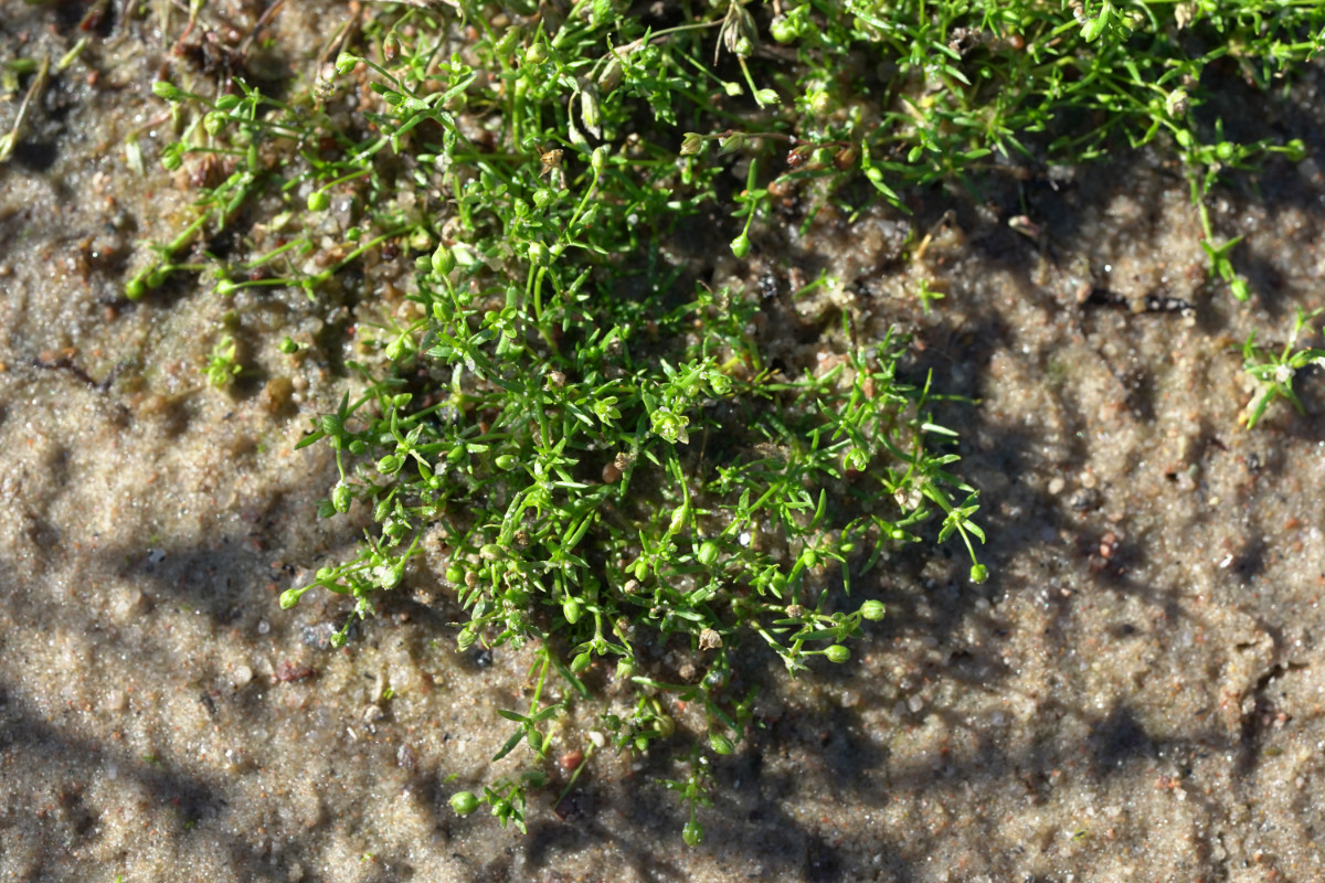 DSC06428.JPG