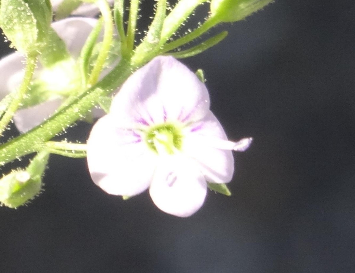 (8) Blüte rotviolett.jpg