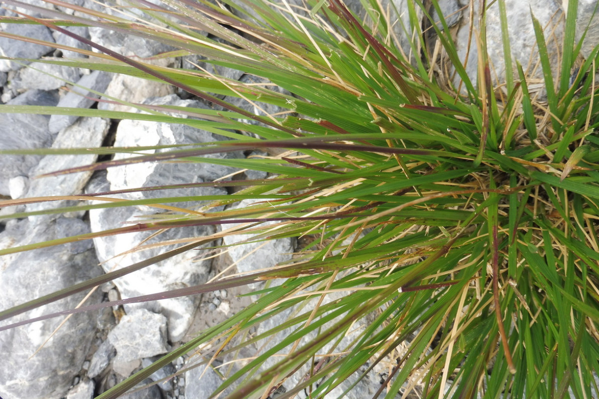 Gras 5.JPG