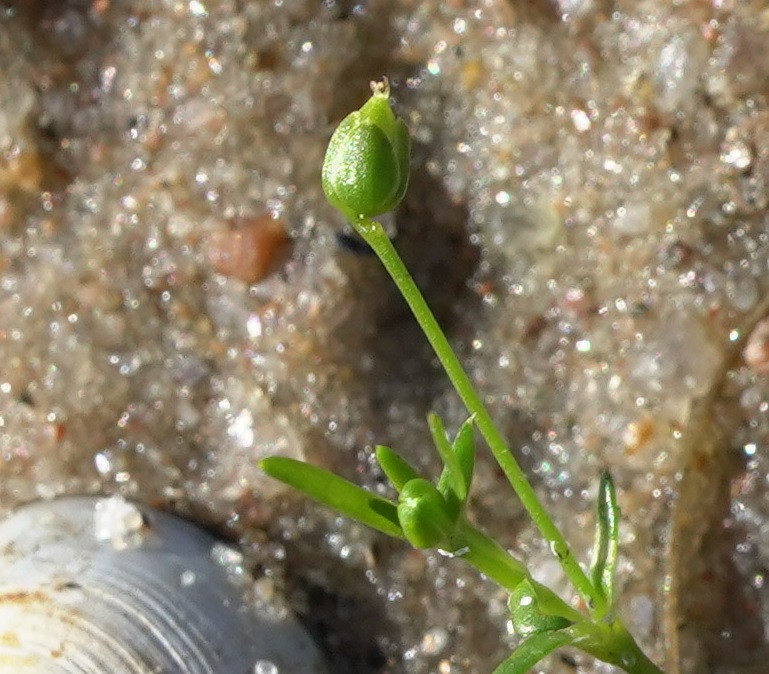 kapselDSC06439.JPG