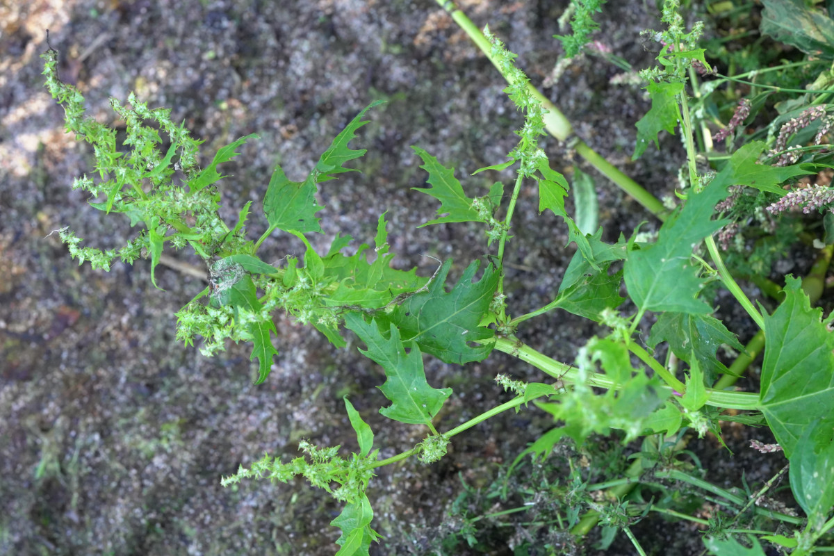 abcDSC06419.JPG