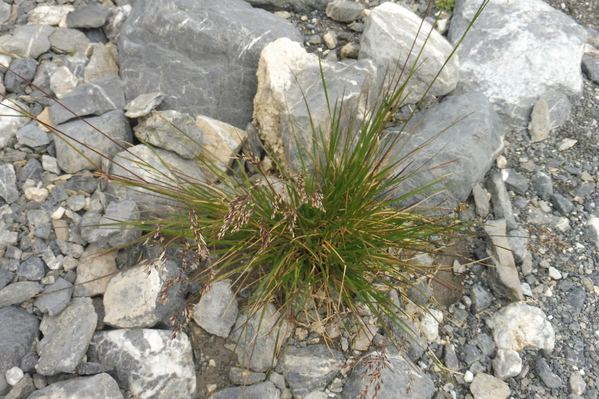 Gras 6.JPG